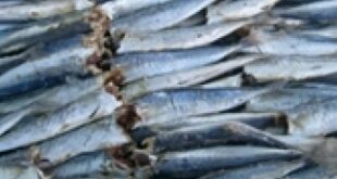 Прайс-на-сушеную-рыбу-для-Украины.-Прайс-лист-от-2-апреля-2021