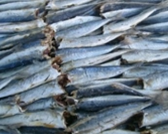 Прайс-на-сушеную-рыбу-для-Украины.-Прайс-лист-от-2-апреля-2021