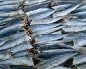 Сушеная круглая ставридка купить сушеную рыбу от поизводителя
